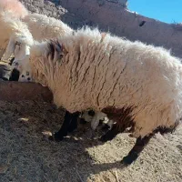 بره گلدم نر محلی در حد 45کیلو