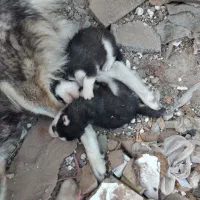 هاسکی ماده و توله هاشم ماده