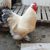 مرغ و خروس برهما رنگهای خاص و زیبا|حیوانات مزرعه|نوشهر, |دیوار