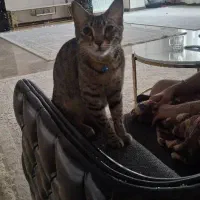 گربه گمشده|حیوانات|گرمدره, |دیوار