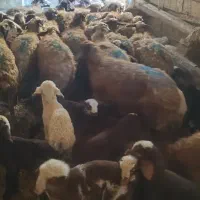 میش و بره جوان|حیوانات مزرعه|سنقر, |دیوار