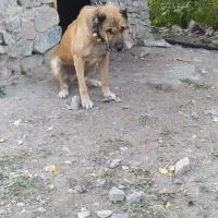 سگ گم شده