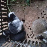 بچه خرگوش|موش و خرگوش|یزد, |دیوار