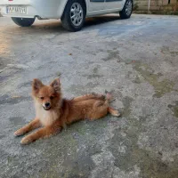 واگذاری دو عدد سگ یکی ماده یکی نر