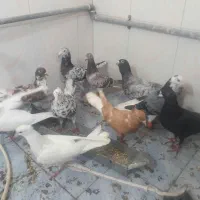کفتر|پرنده|شیراز, شهرک مهدی‌آباد|دیوار