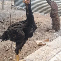 جوجه خروس لاری تاج مهر