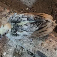 طاووس مولد|پرنده|رشت, حومه رشت|دیوار
