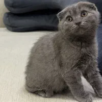 گربه های اسکاتیش بلو گلدن|گربه|دزفول, |دیوار