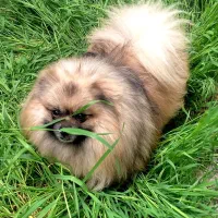 سگ پامرانین پامر