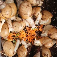 حلزون Achatina (کار درمنزل)