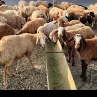 چوپان