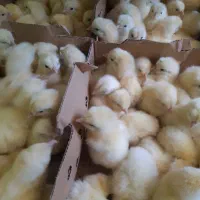 مستقیم سفارش باماشین حمل برای یاسوج جوجه گوشتی|حیوانات مزرعه|یاسوج, |دیوار