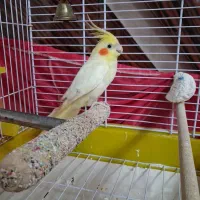 عروس هلندی لوتینو ماده