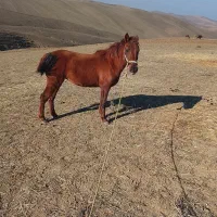 اسب مادیان از منطقه بیله سوار|اسب و تجهیزات اسب‌سواری|بیله سوار, |دیوار