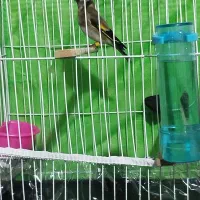 قناری سهره فنچ|پرنده|مشهد, کارگران|دیوار