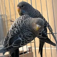 جفت بلک فیس