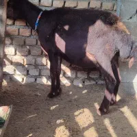 گوسفند بره دار و یدونه ابست کردستانی|حیوانات مزرعه|سیمین شهر, |دیوار