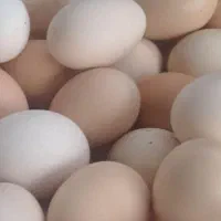 تخم‌مرغ محلی ارگانیک فروشی