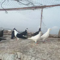 کفتر|پرنده|تربت‌حیدریه, پائین ولایت|دیوار