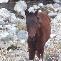 کره اسب|اسب و تجهیزات اسب‌سواری|طالقان, |دیوار