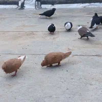 چهارجفت کبوتر جفتگاهی سالم بشرت تخم جوجه