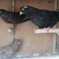 کفتر|پرنده|شیراز, شهرک آرین|دیوار