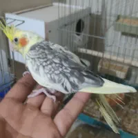 عروس هلندی .