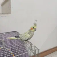 عروس هلندی مرواریدی|پرنده|قرچک, مهدیه|دیوار