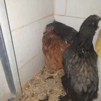 مرغ تزعینی برهماو۲خروس اول متنوبخونیدبعدپیام بدهید|حیوانات مزرعه|کنگاور, |دیوار