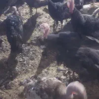 فروش نیمچه بوقلمون