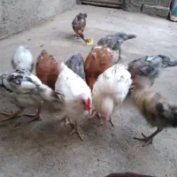 جوجه های ۴ ماهه محلی