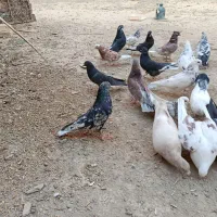 کبوتر پرشی|پرنده|اصفهان, سپاهان‌شهر|دیوار