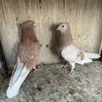 کفتر پرشی|پرنده|ری, صالحآباد شرقی|دیوار