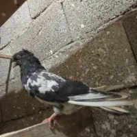 تعدادی کبوتر