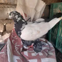 کفتر