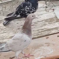 کبوتر کوهی دورگ سیاه|پرنده|اهواز, شهرک اکباتان|دیوار