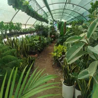 گل  خانه|گل و گیاه طبیعی|آزادشهر, |دیوار