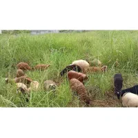 بره نر و ماده|حیوانات مزرعه|نوشهر, |دیوار