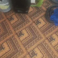 طوطی کاملا سالم فروشی