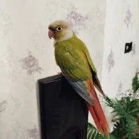 یک جفت طوطی گرینچیک|پرنده|ارومیه, |دیوار