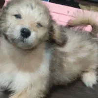 ترکیب اشپیدز و پامر|سگ|اندیمشک, |دیوار