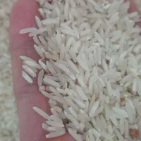 برنج طارم دانه بلند خوش پخت سبز در لومار