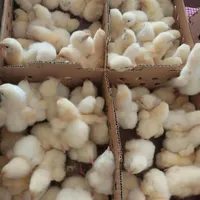 جوجه گوشتی، جوجه گوشتی راس 308، مرغ گوشتی|حیوانات مزرعه|اصفهان, باغ فردوس|دیوار