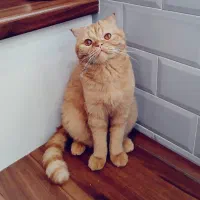 واگذاری گربه اسکاتیش فولد گارفیلدی