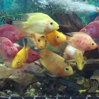 بارماهی گوشتخوار و گیاهخوار|ماهی|اهواز, نادری|دیوار