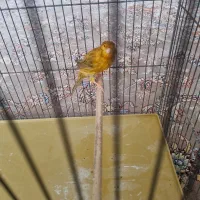 قناری|پرنده|شاهینشهر, خانه کارگر|دیوار