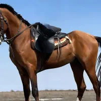 اسب عرب یکسر سند مدارک کامل