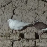 کبوتر|پرنده|جلگه شوقان, |دیوار