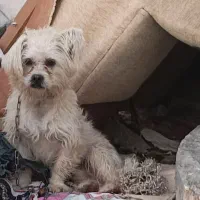 سگ پاکوتاه|سگ|مشهد, مقصود آباد|دیوار