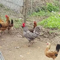 خروس محلی از نژاد کرچ شو